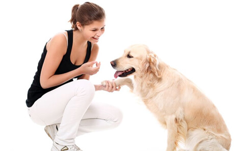 Dog Accommodation Greensborough