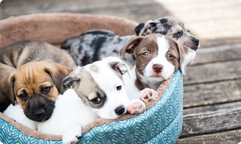 Dog Boarding Kennels Greensborough