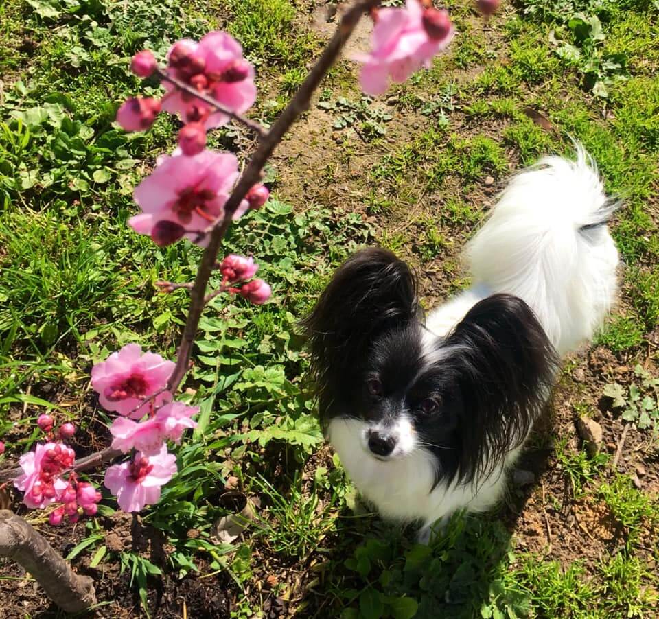 Pet Boarding Price List